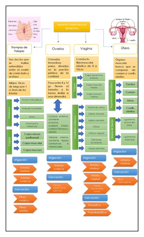 Diagrama del aparato reproductor femenino mostrando posibles complicaciones del aborto como cicatrices o infecciones