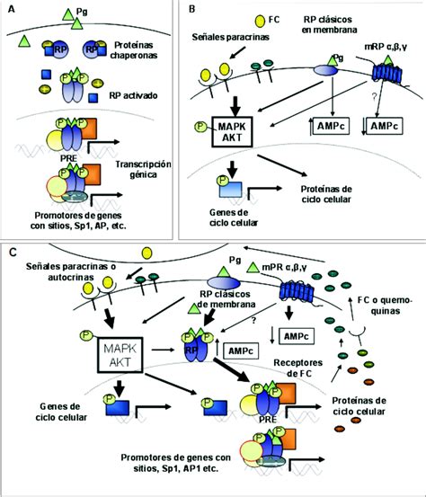 Diagrama explicando la interacción de los SPRM con los receptores de progesterona.