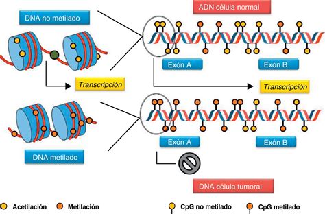 Esquema de la desmetilación y metilación del genoma durante el desarrollo embrionario