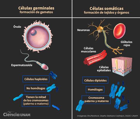 Diagrama del desarrollo de las células germinales y los procesos de metilación