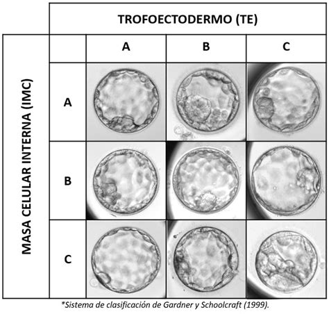 Micrografía de un blastocisto eclosionando