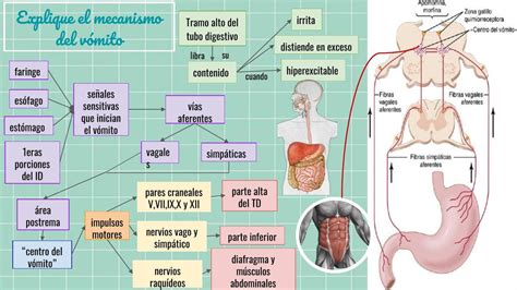Esquema del mecanismo de acción del maropitant en el centro del vómito del sistema nervioso central