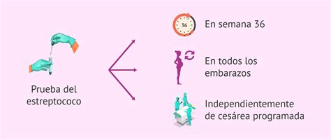 Infografía sobre el protocolo de cribado y profilaxis para el Estreptococo Grupo B en el embarazo