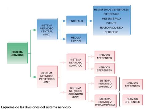 Esquema del sistema nervioso infantil