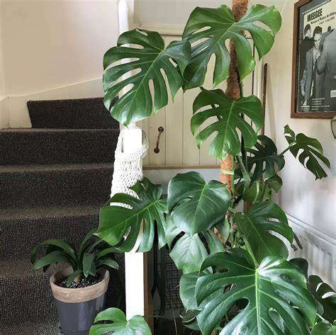 Monstera adansonii en maceta, mostrando sus hojas características con agujeros