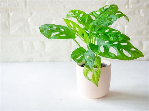 Esquema de corte de esqueje de monstera adansonii con nodo y raíz aérea