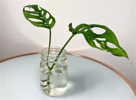Esqueje de Monstera adansonii con raíces bien desarrolladas listo para trasplante