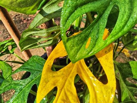 Monstera adansonii con hojas amarillas, indicando posible exceso de riego
