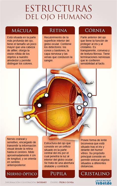 Esquema de las principales estructuras del ojo y la órbita en un bebé