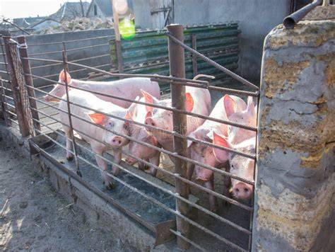 Imagen de cerdos en un corral