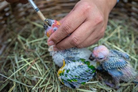 Foto de un polluelo siendo alimentado con una jeringa
