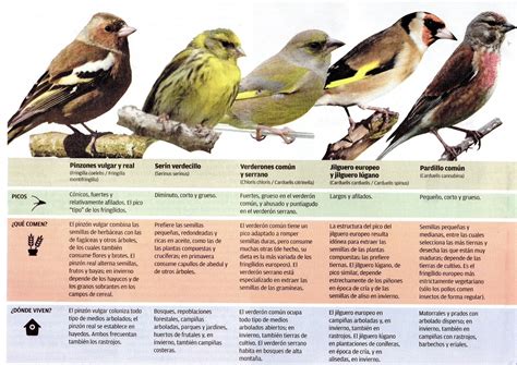 Collage de pájaros fringílidos (jilguero, verderón, pinzón)