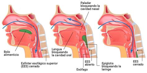 Esquema de las estructuras orofaciales afectadas por la deglución atípica