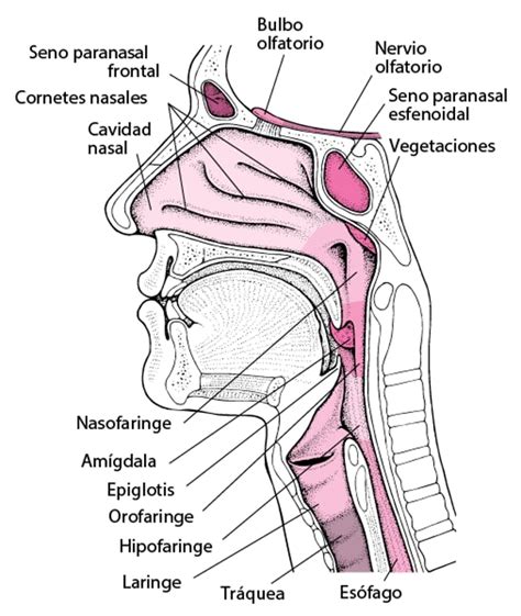 Diagrama anatómico de la garganta y nasofaringe mostrando amígdalas y adenoides