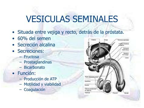 Diagrama de las glándulas accesorias masculinas: vesículas seminales, próstata y epidídimo
