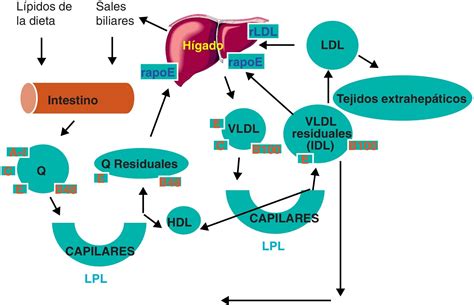 Esquema de la lipoproteína LDL y su interacción con el receptor de LDL