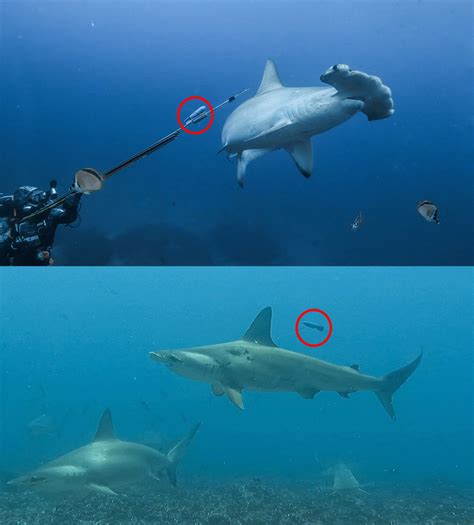 Científicos marcando a una hembra de tiburón martillo con un dispositivo satelital en las Islas Galápagos