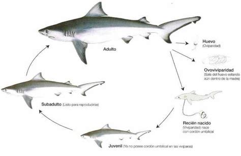 Diagrama del ciclo reproductivo del tiburón martillo