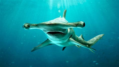 Esquema anatómico del tiburón martillo, destacando la forma de la cabeza (céfalofolio)
