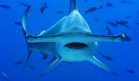 Fotografía de un tiburón martillo gigante mostrando su distintiva cabeza