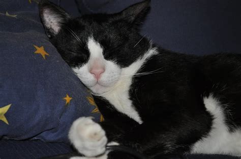 fotografía de un gato adulto y varios gatitos