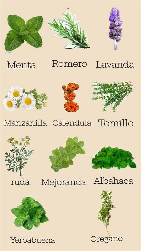 Ilustración de diversas hierbas medicinales comunes, algunas marcadas como contraindicadas para el embarazo.