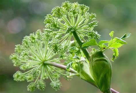 Imagen de la planta Angelica Archangelica, mostrando su raíz y hojas.