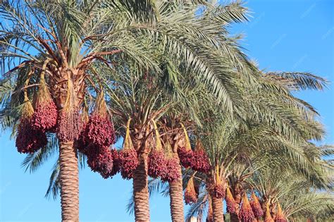 racimos de dátiles madurando en una palmera datilera