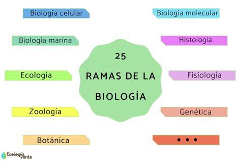 Esquema de las principales ramas de la biología estudiadas en bachillerato, como la biología molecular, la genética, la ecología y la fisiología.