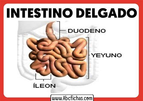 Esquema del aparato digestivo humano destacando el intestino delgado y la acción de la lactasa.