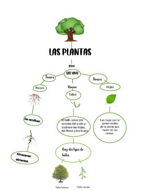 Mapa conceptual sobre clasificación biológica y evolución de las plantas terrestres.