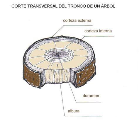 Ilustración de un corte transversal de un tronco de árbol joven mostrando los tejidos de transporte.