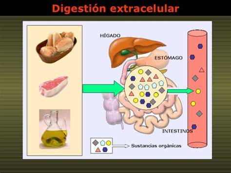 Diagrama comparativo de la digestión intracelelular y extracelular con ejemplos.
