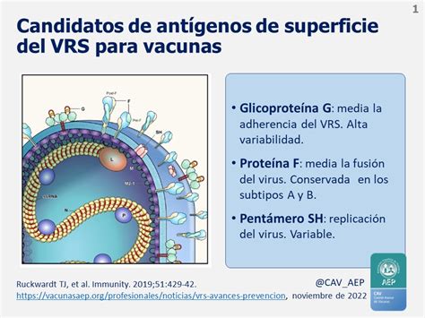 Esquema de la patogénesis del VRS: desde el contagio por secreciones hasta la inflamación de los bronquiolos y la obstrucción mucosa.