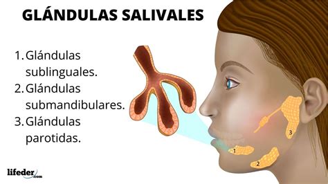 Esquema de la organización lobulillar de una glándula salival mayor, mostrando la cápsula de tejido conectivo denso e irregular y los tabiques interlobulares