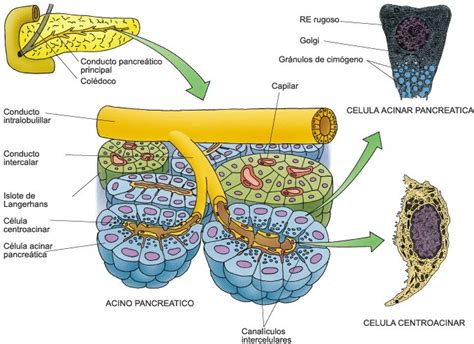 Diagrama esquemático del sistema de conductos de una glándula salival, mostrando acinos, conductos intercalares, estriados y excretores
