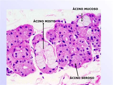 Micrografía de la glándula submandibular mostrando acinos serosos y mixtos con prominentes medias lunas de Gianuzzi