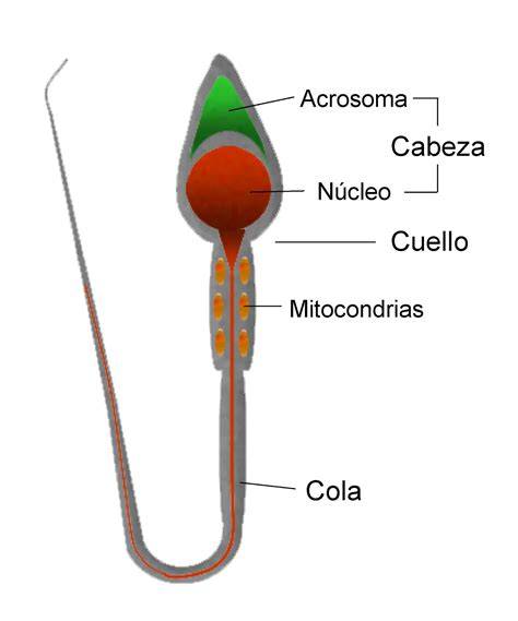 Esquema de un espermatozoide mostrando su estructura y posibles puntos de daño por estrés oxidativo o radiación