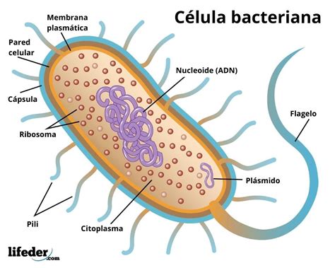 Esquema detallado de una célula bacteriana mostrando su material genético y pared celular.