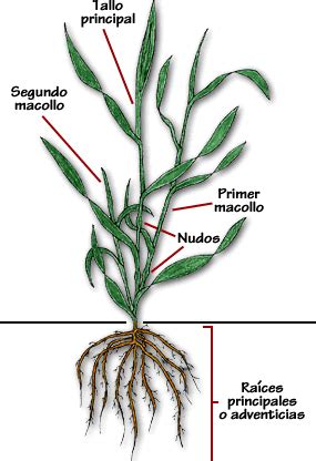 Esquema de la planta de avena con sus partes principales: raíz, tallo, hojas, inflorescencia (panícula) y espiguillas.
