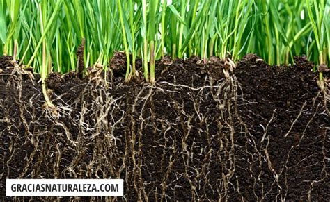Campo de avena en etapa de crecimiento, mostrando el sistema radicular extendido.