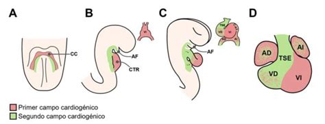 Diagrama esquemático de la cardiogénesis en el embrión, mostrando la formación del tubo cardíaco y sus segmentos primitivos.