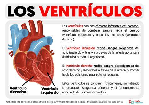 Ilustración que muestra las tres regiones anatómicas de los ventrículos y sus orígenes embrionarios distintos.