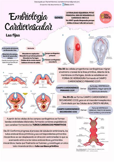 Diagrama del desarrollo del asa cardíaca embrionaria en forma de 