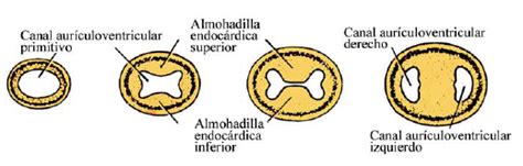 Representación de la formación de las almohadillas endocárdicas auriculoventriculares y su fusión para formar el canal auriculoventricular.