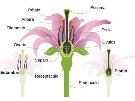 Esquema de las partes de la flor y el fruto del membrillero japonés