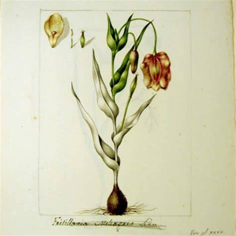 Ilustración botánica de la planta de rubia con detalles de sus hojas y tallo