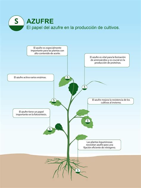 Gráfico de los requerimientos de azufre por diferentes cultivos