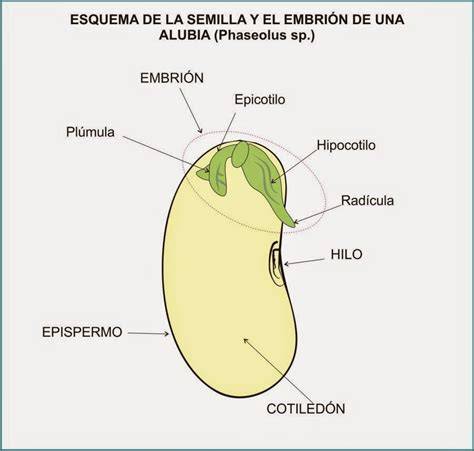 Esquema de las partes de una semilla de maíz, mostrando el embrión, endospermo y pericarpio.