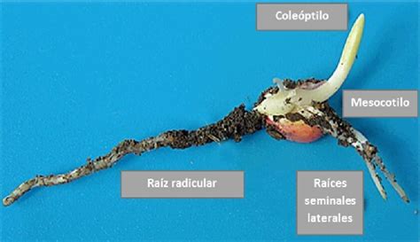 Diagrama de una plántula de maíz en pre-emergencia, señalando la radícula, coleoptilo y mesocotilo.